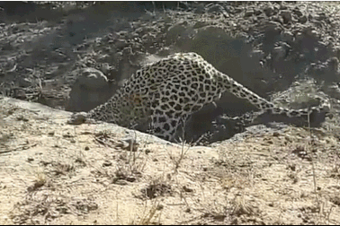 Xem báo đốm đào hang để “hạ gục” lợn rừng