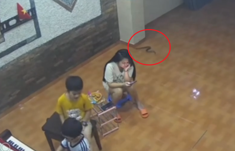 Nổi bật tuần qua: Rắn theo dòng nước lũ bò vào nhà mà không ai nhận ra