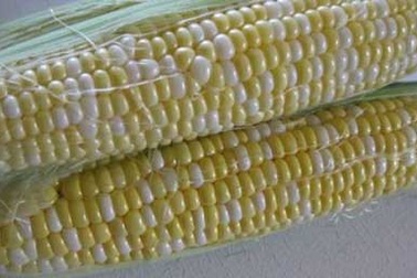 Thuốc điều trị bệnh di truyền hiếm gặp từ cây ngô