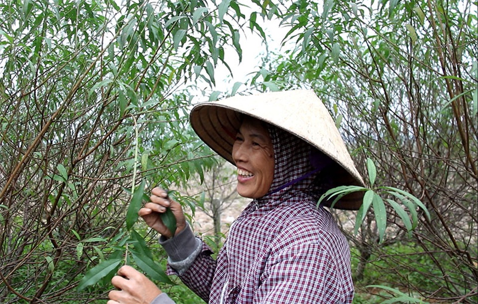 Hà Tĩnh: Tuốt lá đào ngày cuối năm kiếm tiền triệu - 6 Hà Tĩnh: Tuốt lá đào ngày cuối năm kiếm tiền triệu - 6