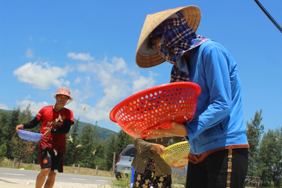 Lộc biển bất ngờ, ngư dân hối hả “cướp nắng” kiếm tiền triệu - 9 Lộc biển bất ngờ, ngư dân hối hả “cướp nắng” kiếm tiền triệu - 9
