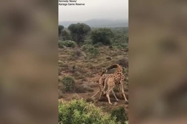 Cận cảnh hươu cao cổ "đại chiến" tranh giành bạn tình