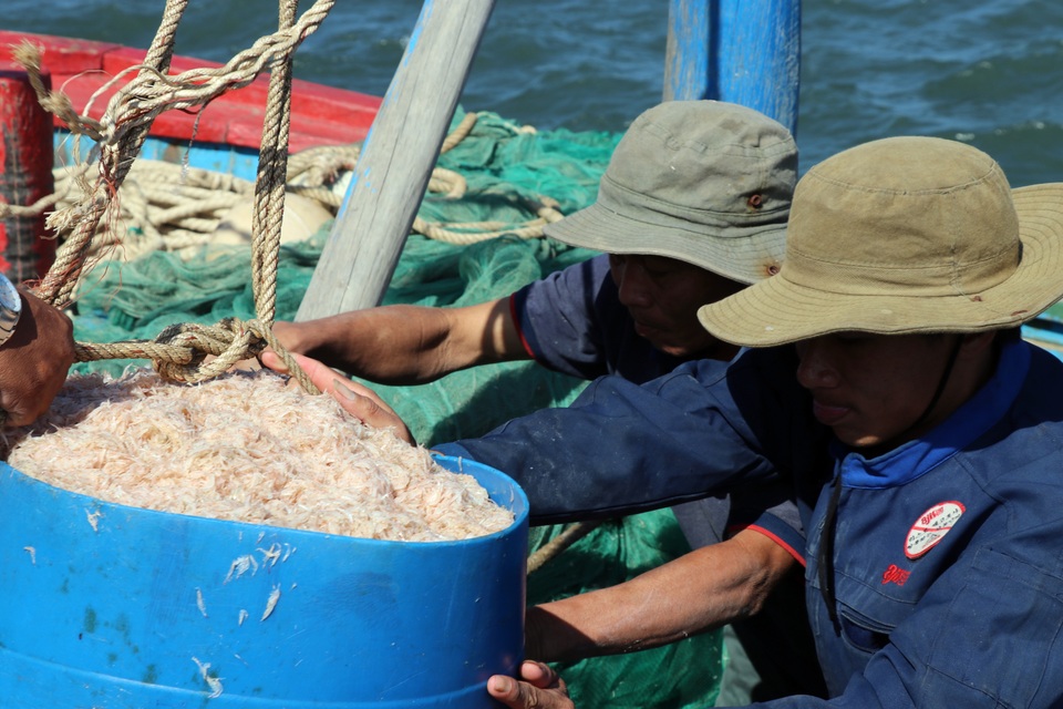 Phú Yên: Trúng ruốc biển, ngư dân bỏ túi tiền triệu mỗi ngày - 6 Phú Yên: Trúng ruốc biển, ngư dân bỏ túi tiền triệu mỗi ngày - 6