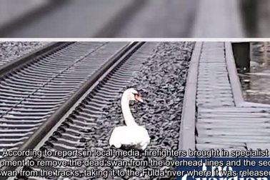 Hơn 20 chuyến tàu bị hoãn vì một con thiên nga "đau khổ"