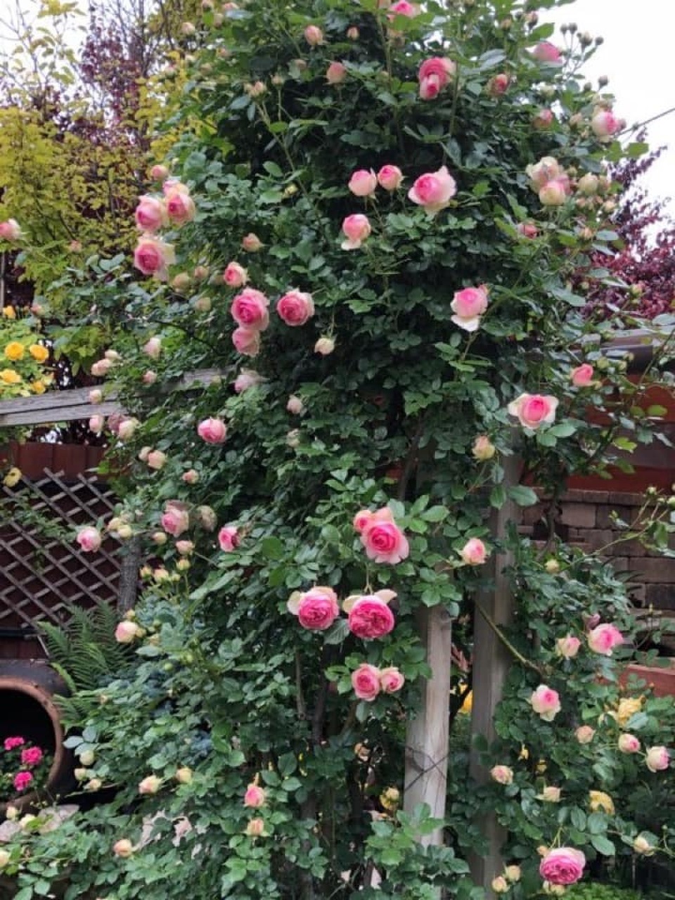 Ngôi nhà phủ kín hoa hồng đẹp không rời mắt của nữ Việt kiều ở Hungary - 7 Ngôi nhà phủ kín hoa hồng đẹp không rời mắt của nữ Việt kiều ở Hungary - 7