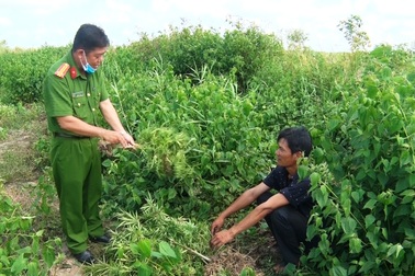 Trồng trái phép hàng trăm cây cần sa… để nuôi gà