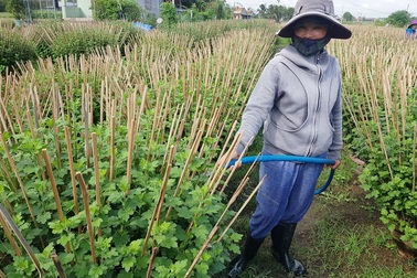 Khánh Hòa: Người trồng hoa cúc hối hả xuống vườn, phập phồng lo đầu ra