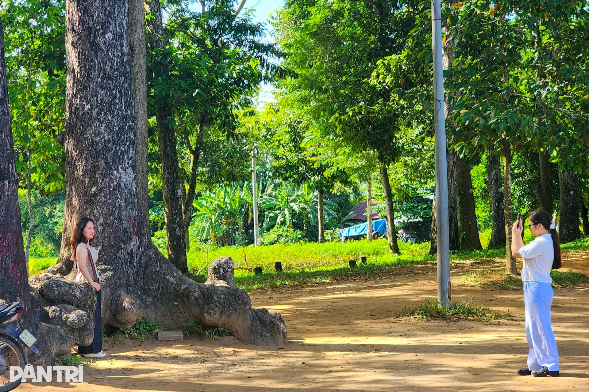 Ngắm Ao Bà Om với hàng trăm cây cổ thụ có bộ rễ hình thù độc lạ - 6