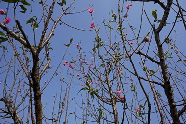 Hoa đào Tết Nhật Tân nở sớm