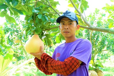 "Bưởi lạ" vỏ hồng, ruột hồng mùi vị thơm nồng, ăn một lần là nhớ mãi