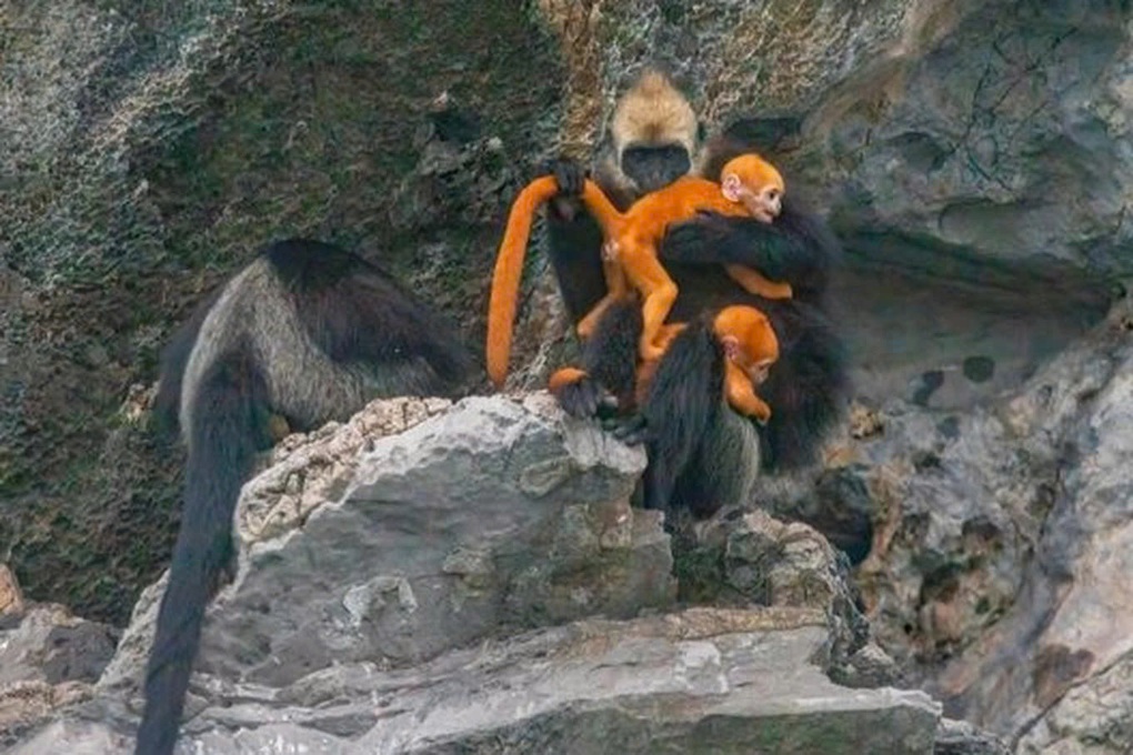 Ha Long - Cat Ba: Călătorie verde între moștenire dublă - 3