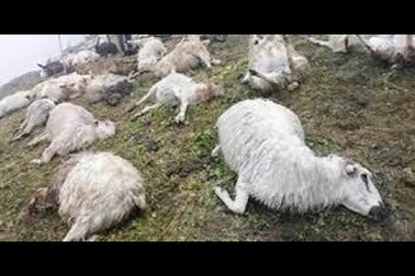 550 con cừu bị sét đánh chết