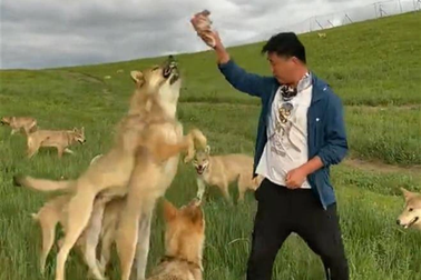 Chàng trai ở Trung Quốc sống với 300 chó sói từng phải nhập viện vì bị cắn