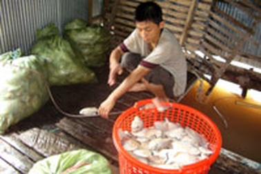 “Thủ phạm” là ghe thuốc trừ sâu bị chìm?