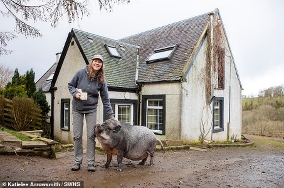 Lợn ỉ Việt Nam nặng 130 kg được gia đình ở Scotland nuôi làm thú cưng - 1 Lợn ỉ Việt Nam nặng 130 kg được gia đình ở Scotland nuôi làm thú cưng - 1
