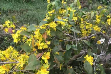 Miền Tây mai vàng nở rộ "ăn" tết sớm