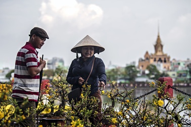 Chọn mai ngày Tết