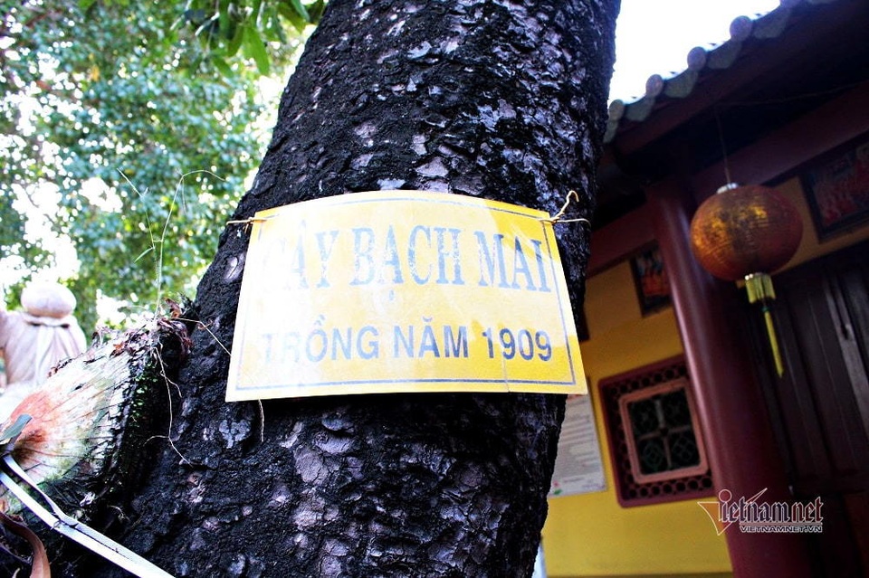 Cây bạch mai trăm tuổi từ linh khí sinh ra, quý hiếm bậc nhất Sài Gòn - 3 Cây bạch mai trăm tuổi từ linh khí sinh ra, quý hiếm bậc nhất Sài Gòn - 3