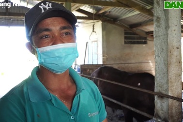 Lão nông thu tiền tỷ mỗi năm nhờ nuôi giống bò "siêu to khổng lồ"