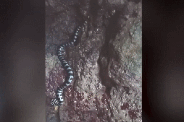 Bơi cạnh rắn biển cực độc, 2 du khách chạm mặt tử thần mà không hề biết