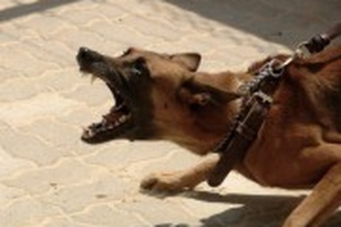 Phản đối chồng cưới vợ 2, người vợ thả chó ngay trong lễ cưới