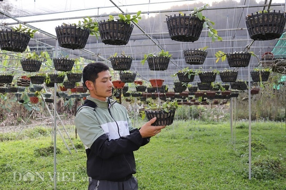 Lạ mà hay: Cho lan rừng uống nước luộc đu đủ thu hàng trăm triệu - 4 Lạ mà hay: Cho lan rừng uống nước luộc đu đủ thu hàng trăm triệu - 4