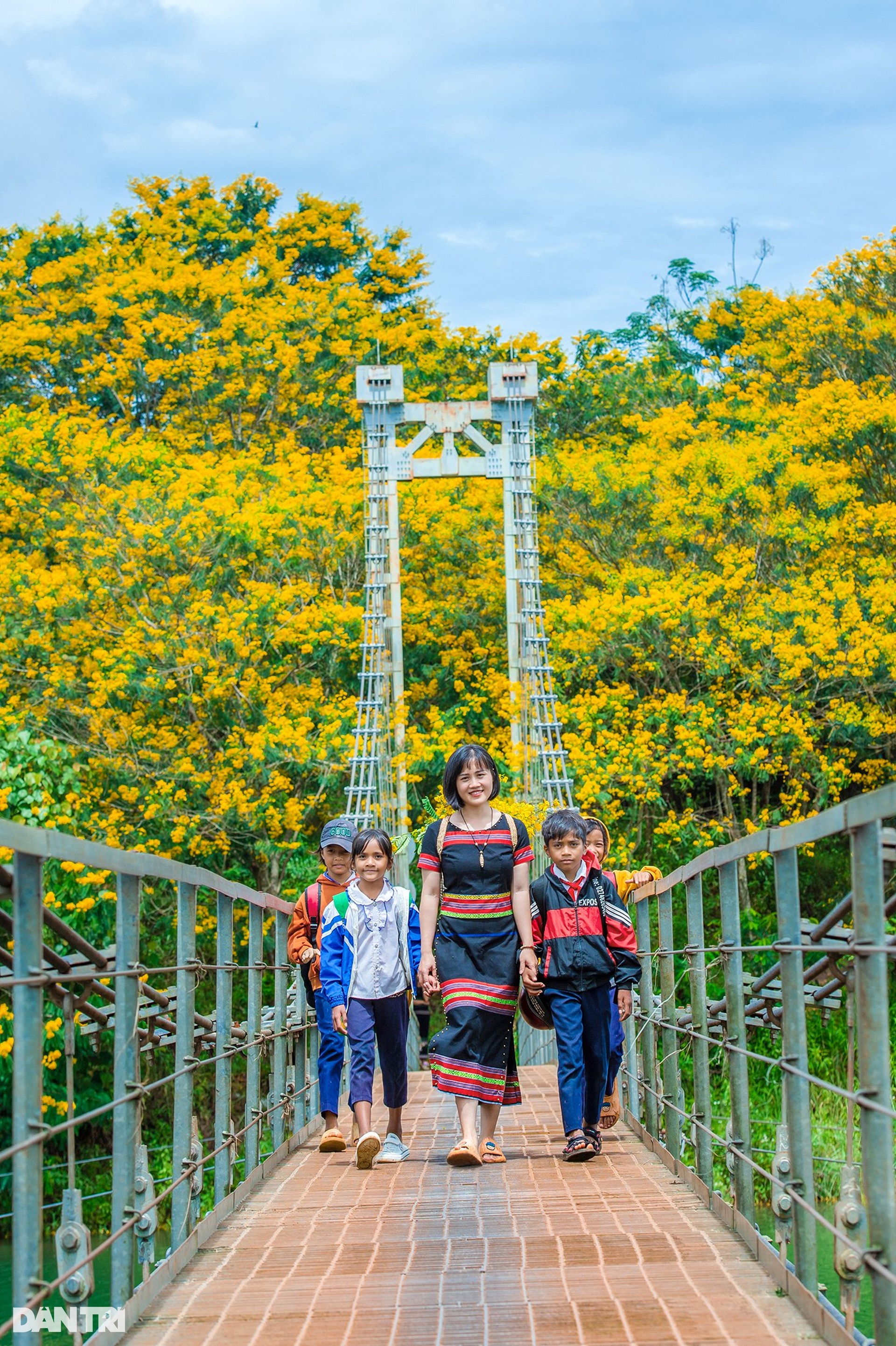 Yellow poinciana flowers bloom on both sides of the suspension bridge in Dak Nong - 6