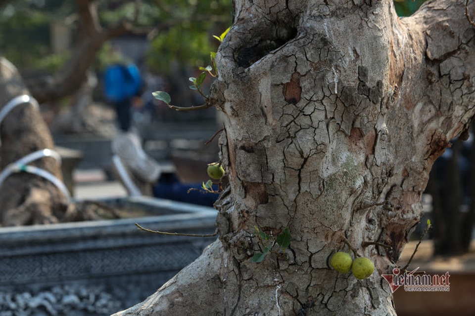 Chậu sung trăm tuổi trụi lá, hét giá 200 triệu đồng ở Hà Nội - 6 Chậu sung trăm tuổi trụi lá, hét giá 200 triệu đồng ở Hà Nội - 6