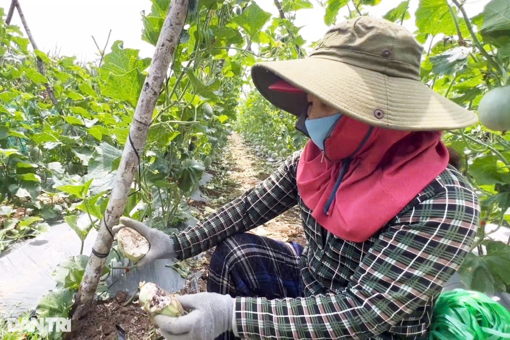 Thông tin mới về vụ đàn khỉ phá hoa màu ở Quảng Ngãi - 2 Thông tin mới về vụ đàn khỉ phá hoa màu ở Quảng Ngãi - 2