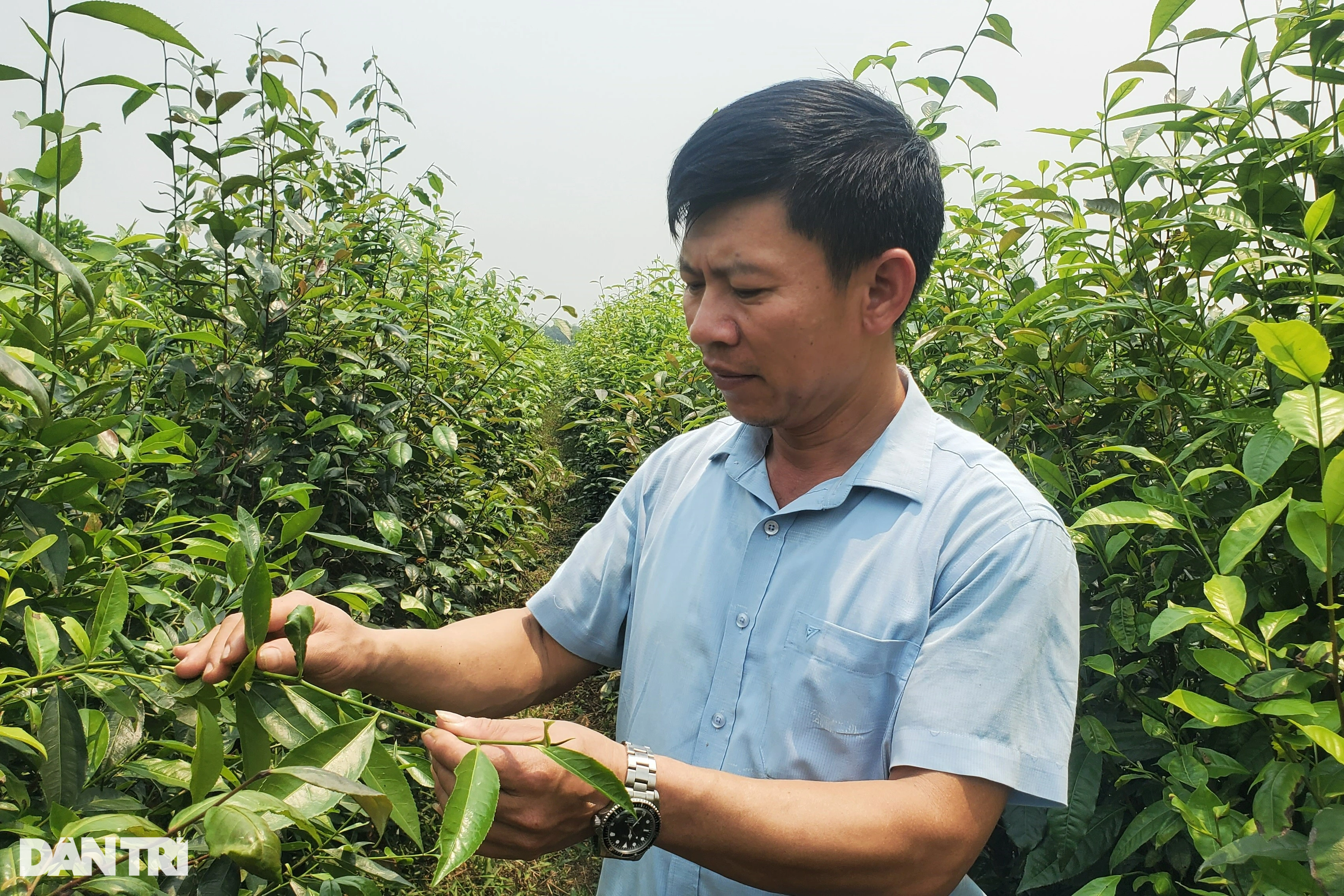 View - Loại cây trồng một lần, thu suốt nửa đời người, nông dân rủng rỉnh tiền | Báo Dân trí