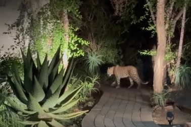 Du khách giật mình bắt gặp báo hoa mai trong resort vào giữa đêm
