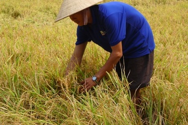 Bi hài cảnh lúa chín đầy đồng nhưng không thể gặt về