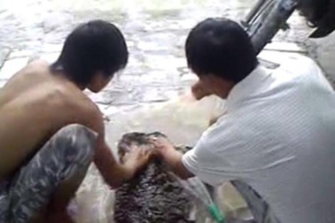 Ám ảnh đỉa trâu