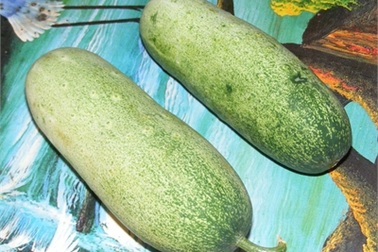 "Dưa chuột mèo" to như phích: Hà thành tò mò ăn thử