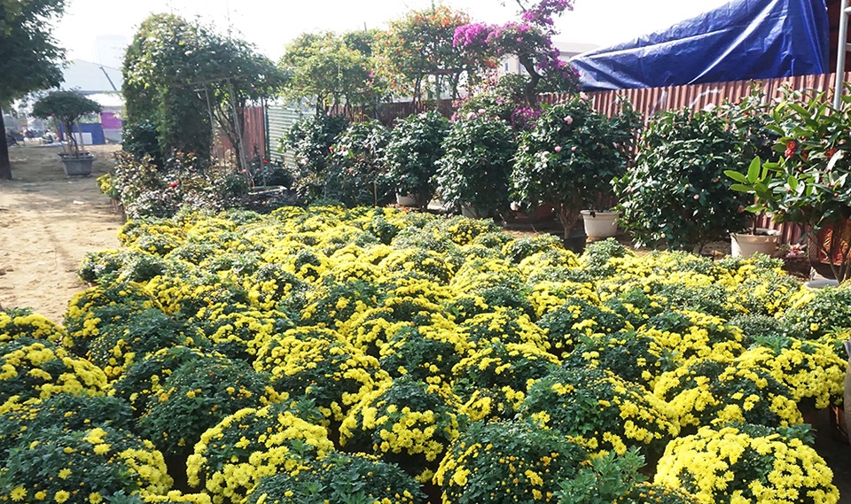 Hoa Tết giá mềm, người dân tranh thủ đi chọn sớm - 3 Hoa Tết giá mềm, người dân tranh thủ đi chọn sớm - 3