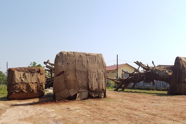 Xử phạt chủ 3 cây “quái thú” vì hồ sơ không phù hợp