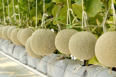 Triển vọng mô hình trồng dưa lưới tại trang trại Bình Châu