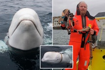 Bí ẩn câu chuyện về con cá voi được cho là "gián điệp Nga"?