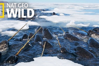 Vẻ đẹp của kỳ lân biển