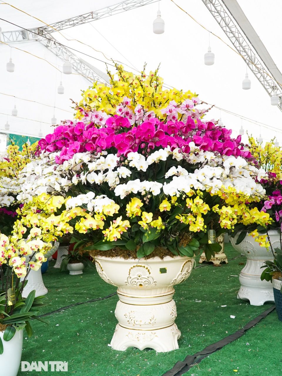Hoa lan hồ điệp giá trăm triệu tấp nập xuống phố phục vụ đại gia chơi Tết - 7 Hoa lan hồ điệp giá trăm triệu tấp nập xuống phố phục vụ đại gia chơi Tết - 7