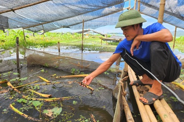8X từ tay trắng thành… "vua ốc nhồi", thu lãi hơn nửa tỷ đồng mỗi năm