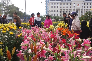 Đà Nẵng đấu giá thuê 164 lô bán hoa Tết