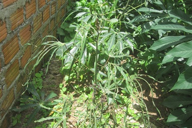 Nước giếng làm cây quăn lá: Chưa phát hiện nước nhiễm độc