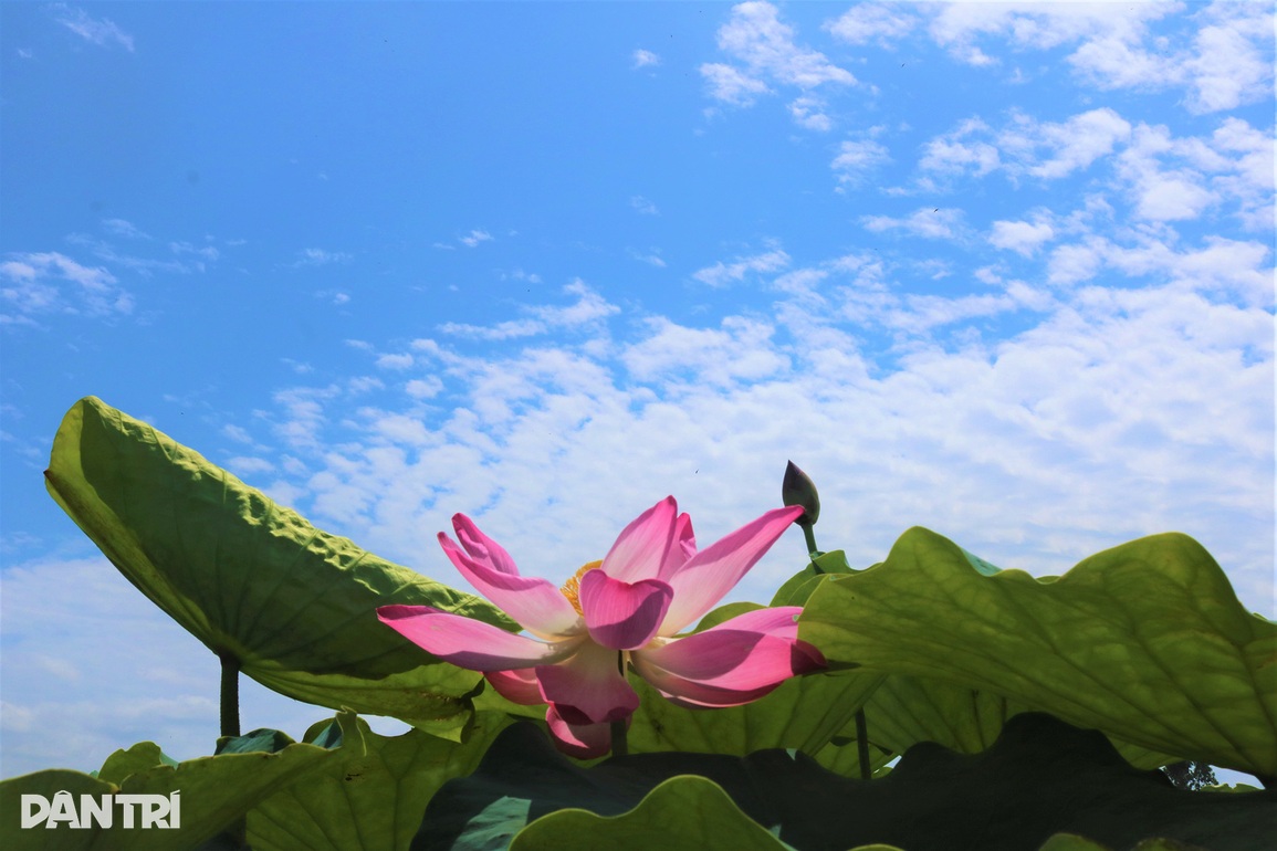 Thiếu nữ Ba Na check-in cánh đồng sen tỏa hương trên cao nguyên - 9 Thiếu nữ Ba Na check-in cánh đồng sen tỏa hương trên cao nguyên - 9