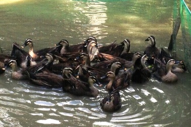 Đầu mùa khô, An Giang xuất hiện cúm H5N1 trên đàn vịt trời