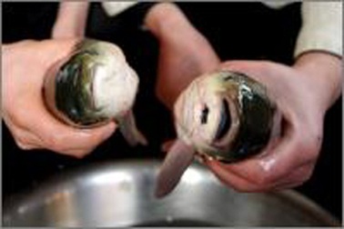 Con cá trắm cỏ có 2 miệng