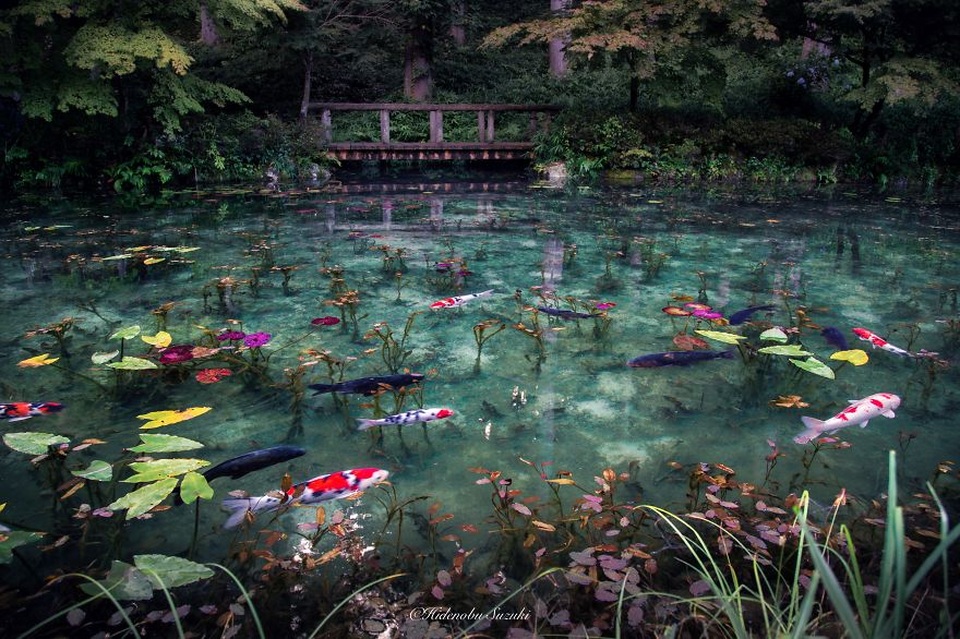 Monets Pond - tuyệt tác nghệ thuật từ thiên nhiên của tỉnh Gifu - 2 Monets Pond - tuyệt tác nghệ thuật từ thiên nhiên của tỉnh Gifu - 2