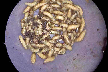 150 con giòi bò lúc nhúc làm tổ trong mũi người đàn ông Mỹ