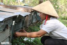 Cuộc sống du mục của những người phiêu bạt theo mùa hoa