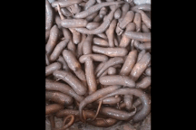 Loại đặc sản có hình thù đáng sợ "đắt như vàng" giá 4 triệu đồng/kg